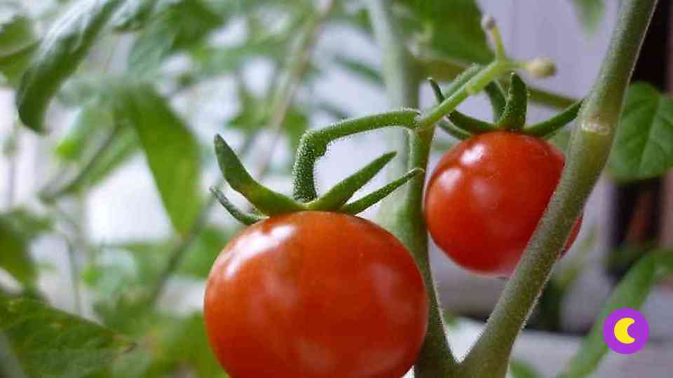 Огород на подоконнике: как вырастить томаты