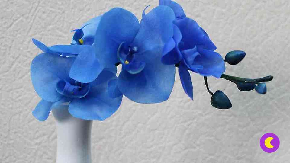 Орхидея Фаленопсис: особенности ухода