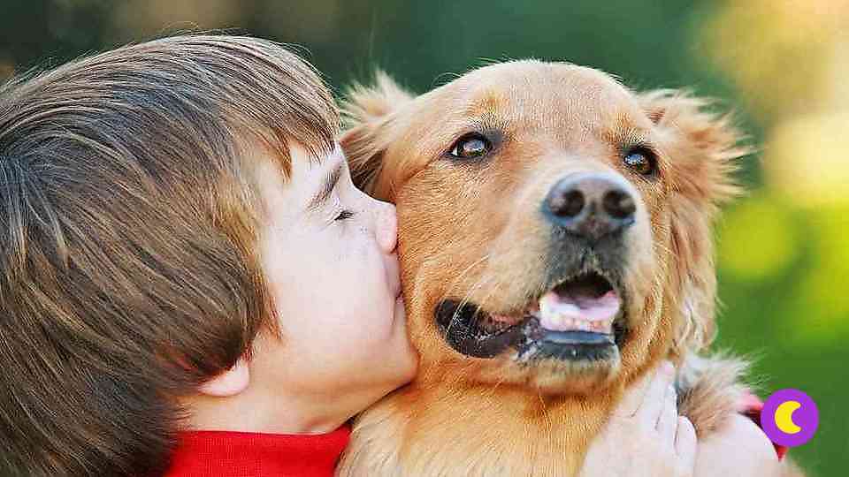Канистерапия – лечение собаками