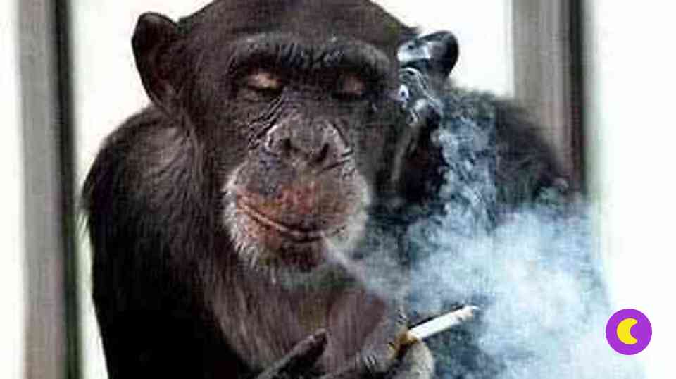 Курильщица-обезьяна попала в реабилитационный центр