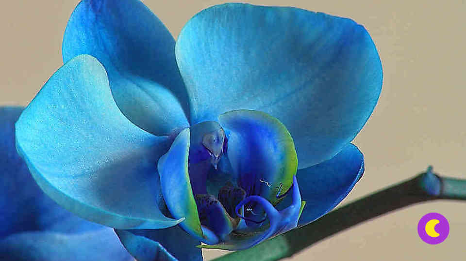 Орхидея голубая - королевский подарок!