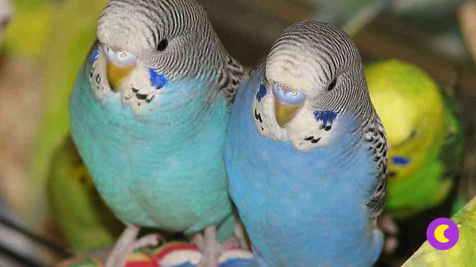 Бизнес по разведению попугаев
