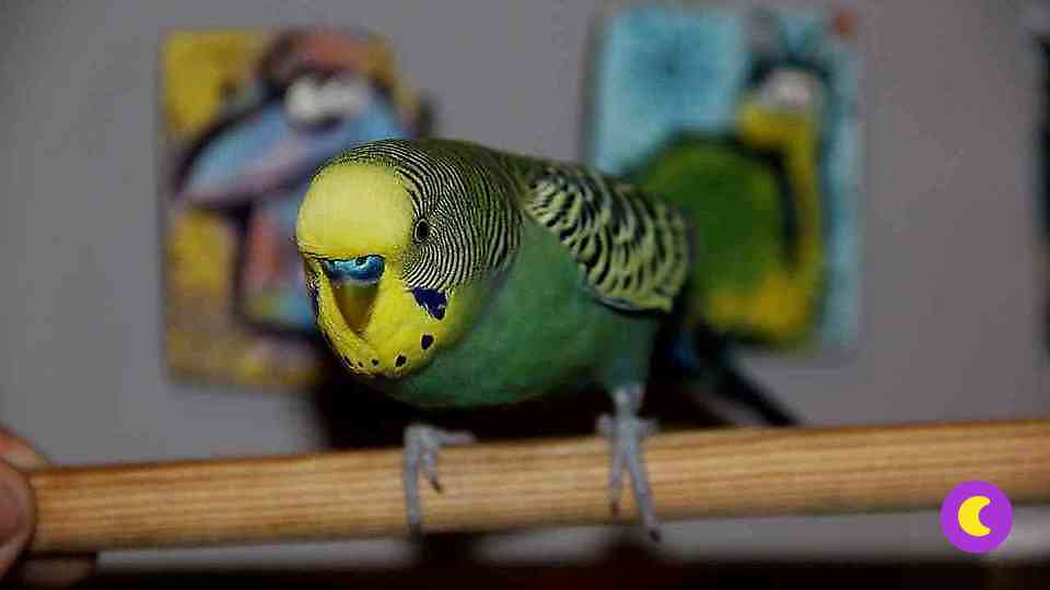 Как научить волнистого попугайчика разговаривать
