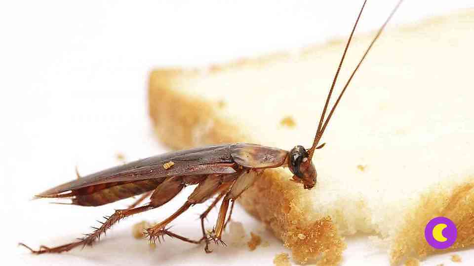 Как вывести тараканов из квартиры 