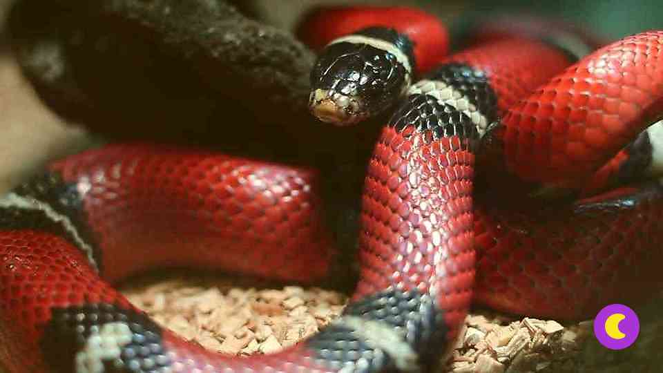 Гондурасская молочная змея (Lampropeltis triangulum hondurensis)