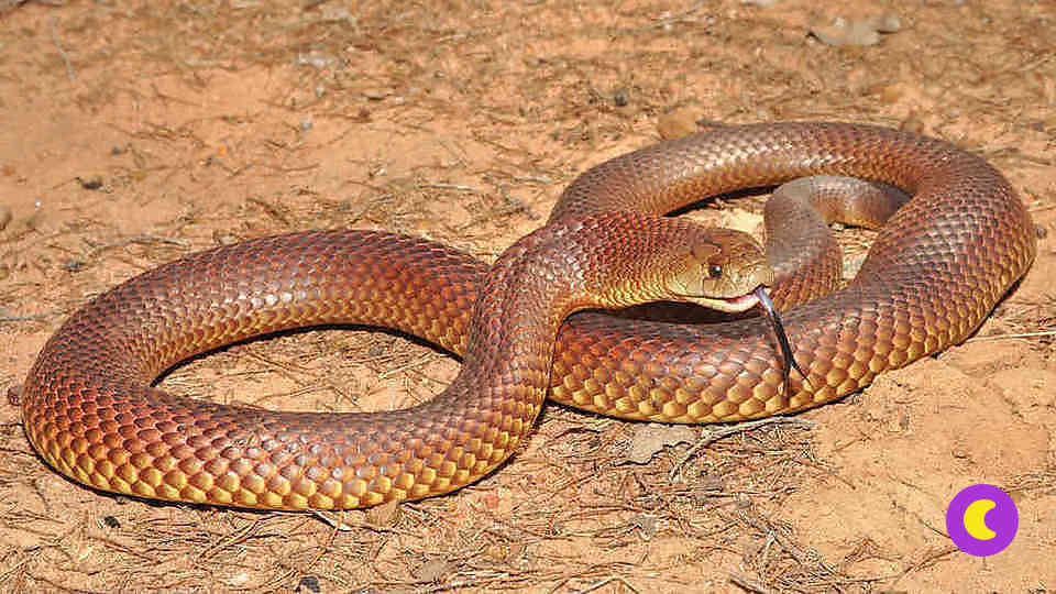 Ядовитые змеи: последствия укусов